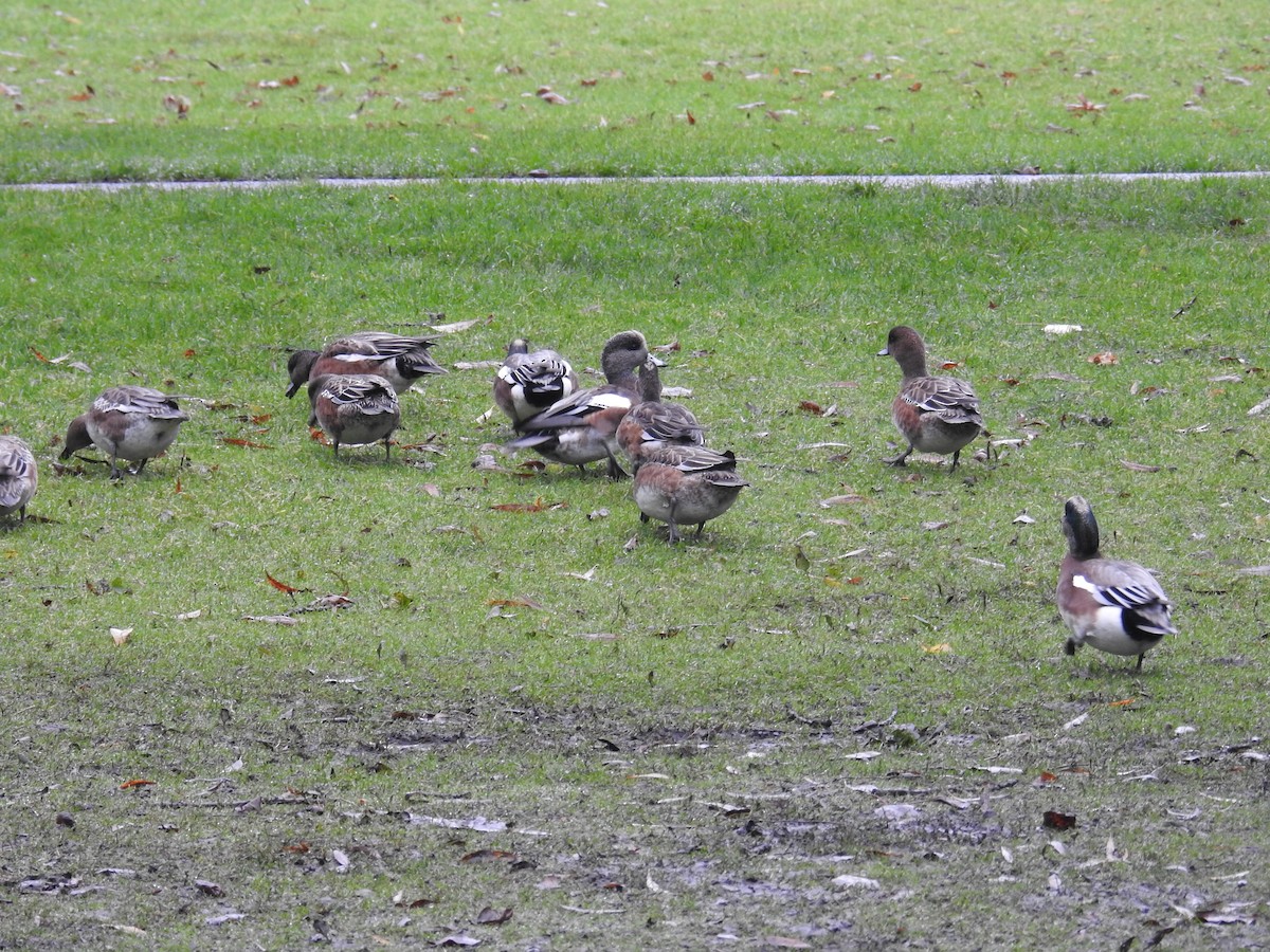 Eurasian/American Wigeon - ML646438393