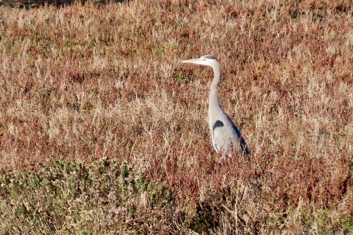 Great Blue Heron - ML646438394