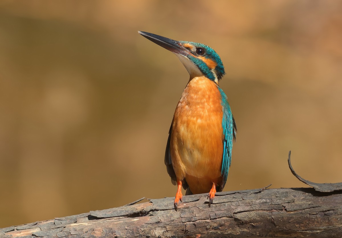 Common Kingfisher - ML646438395