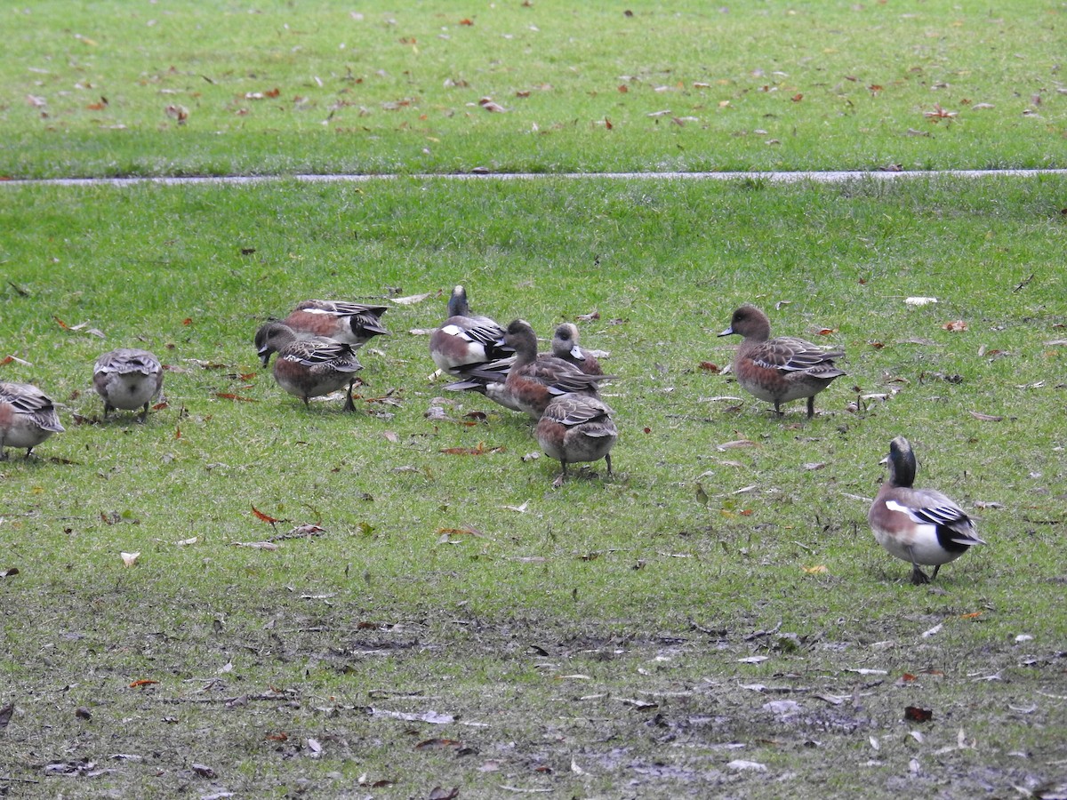 Eurasian/American Wigeon - ML646438396