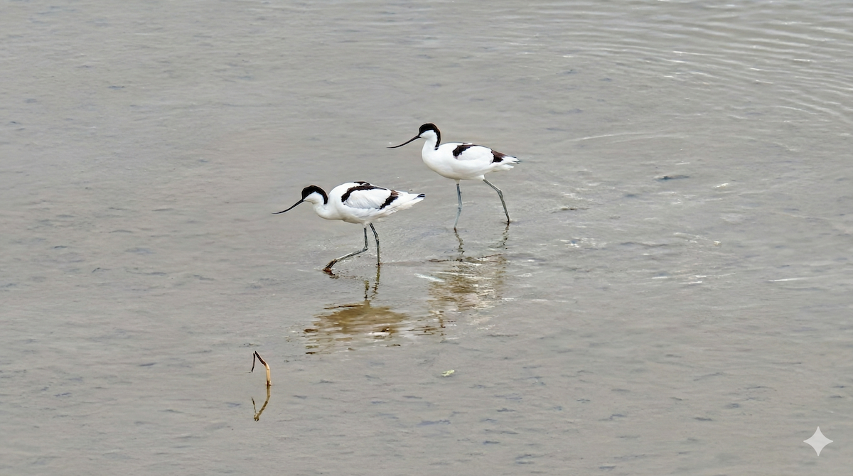 Pied Avocet - ML646438397