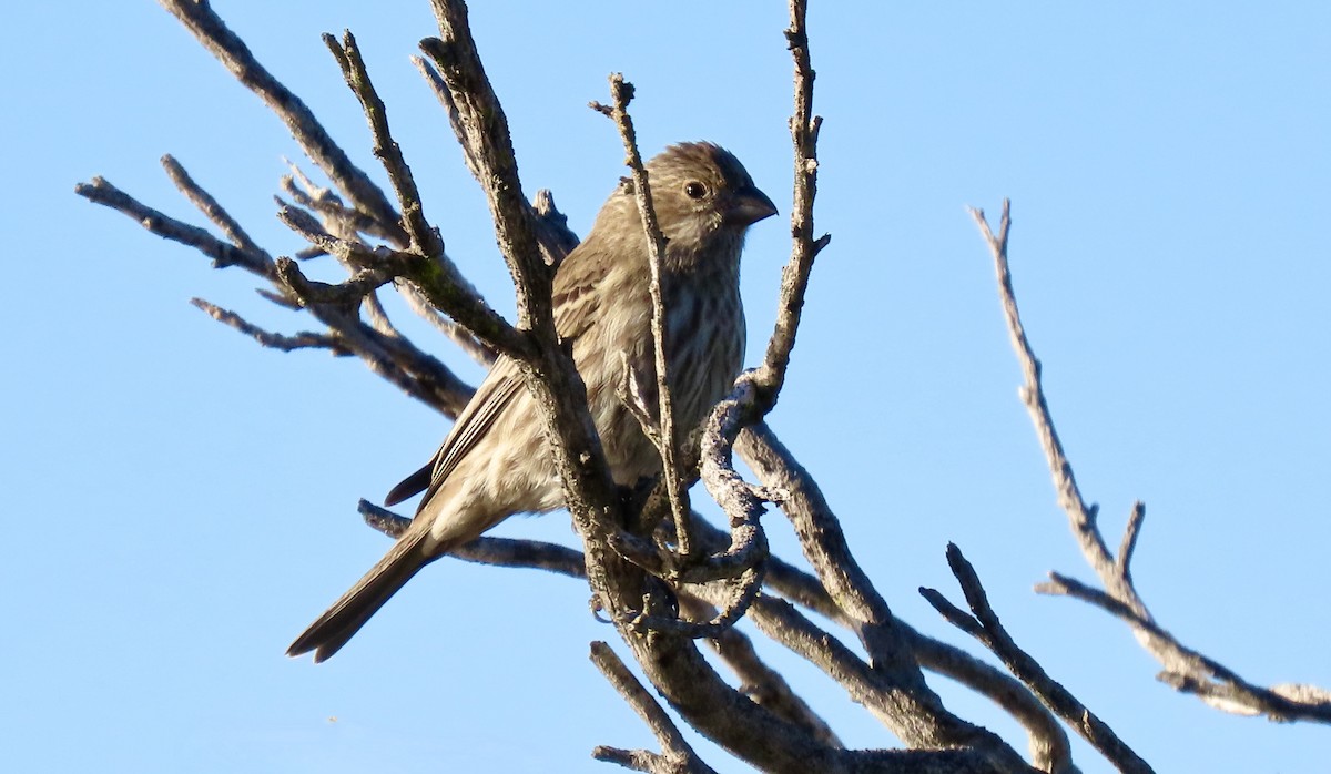 House Finch - ML646438398