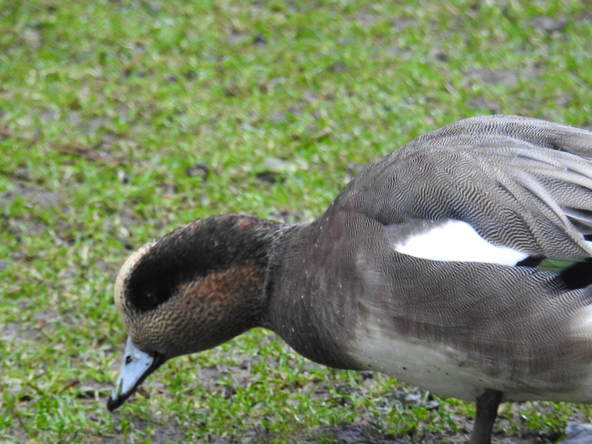 Eurasian/American Wigeon - ML646438399