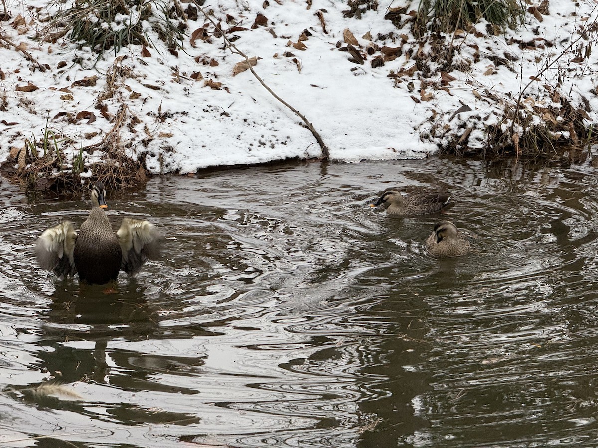 Eastern Spot-billed Duck - ML646438400