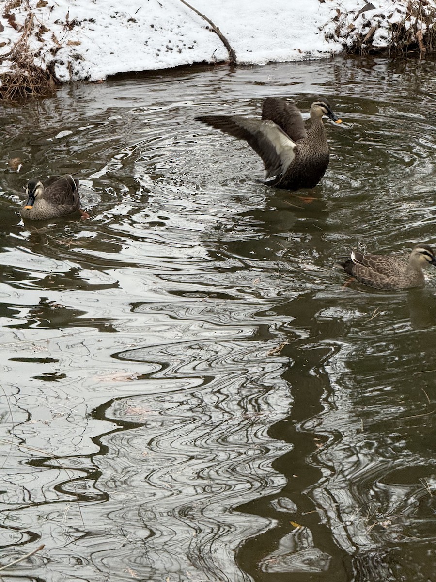 Eastern Spot-billed Duck - ML646438401