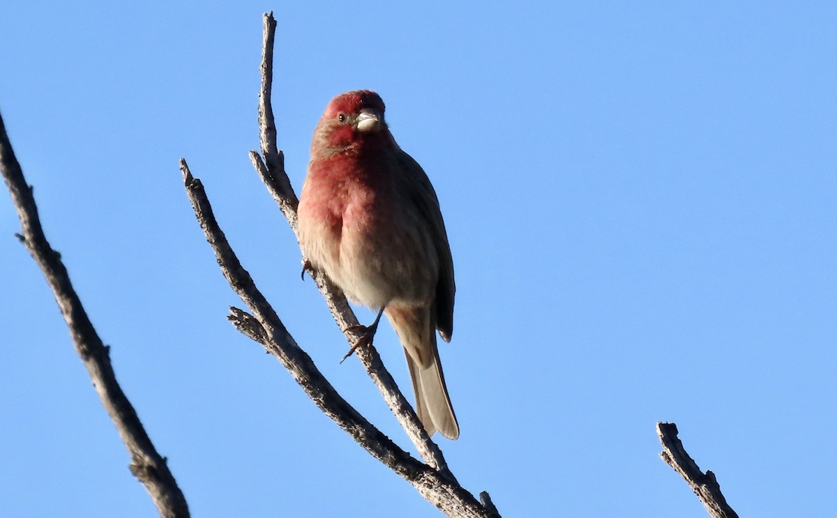 House Finch - ML646438402