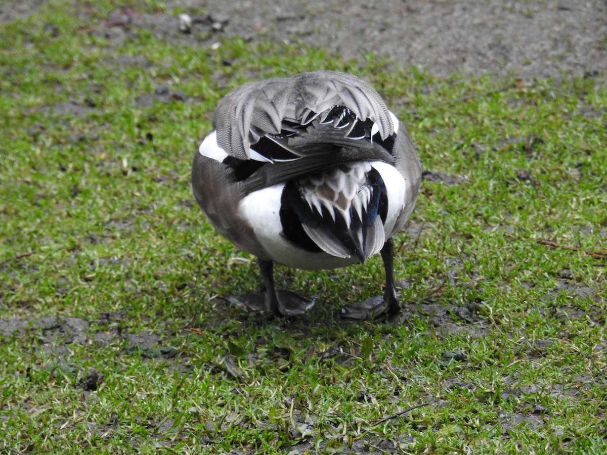 Eurasian/American Wigeon - ML646438403