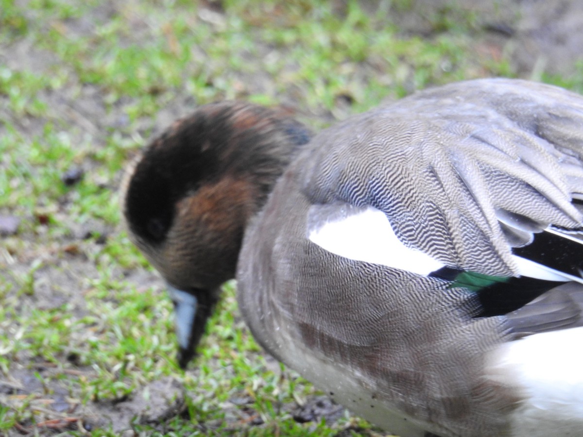Eurasian/American Wigeon - ML646438404