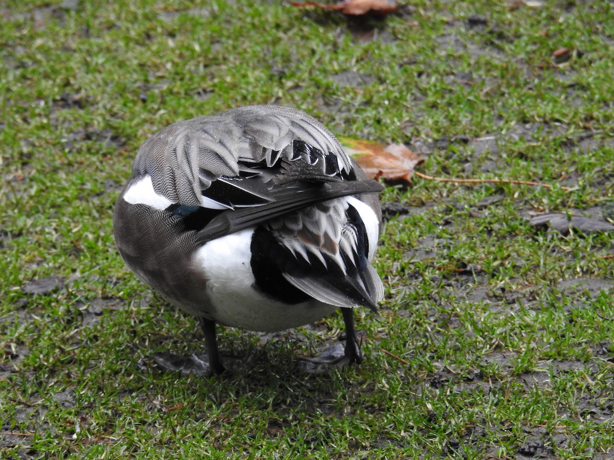 Eurasian/American Wigeon - ML646438405