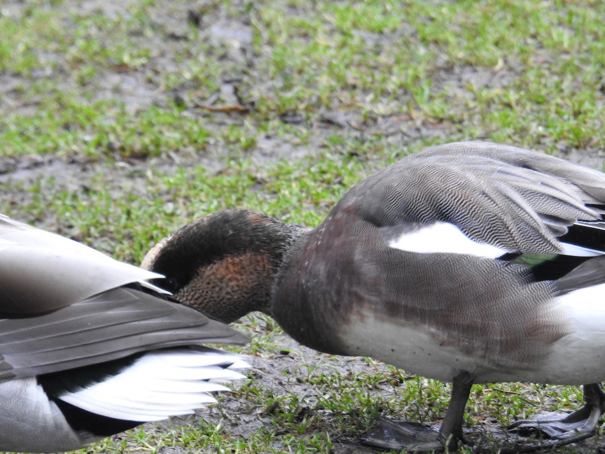 Eurasian/American Wigeon - ML646438406