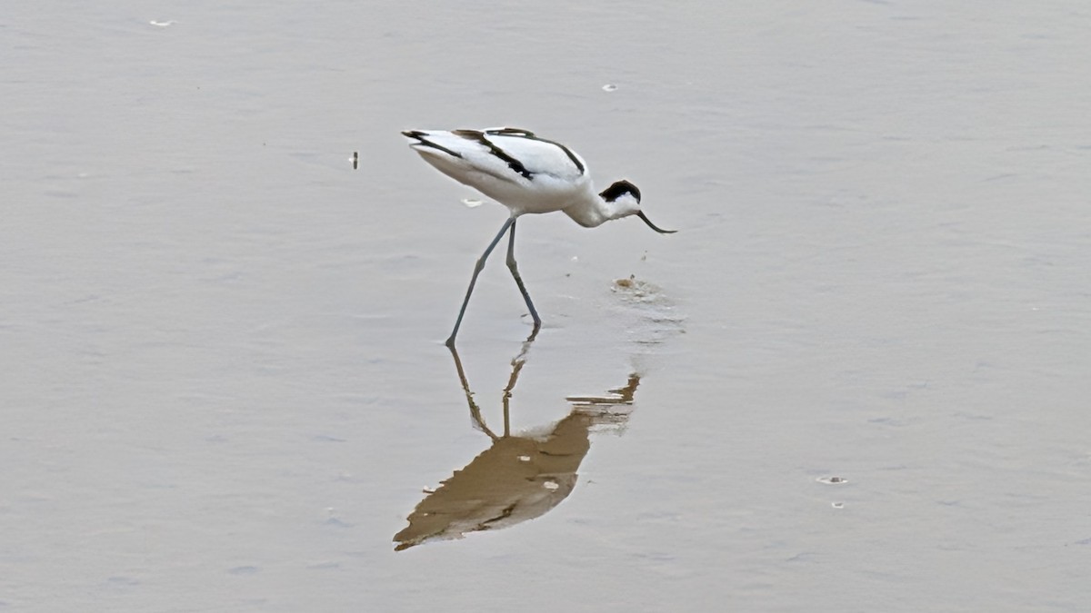 Pied Avocet - ML646438407