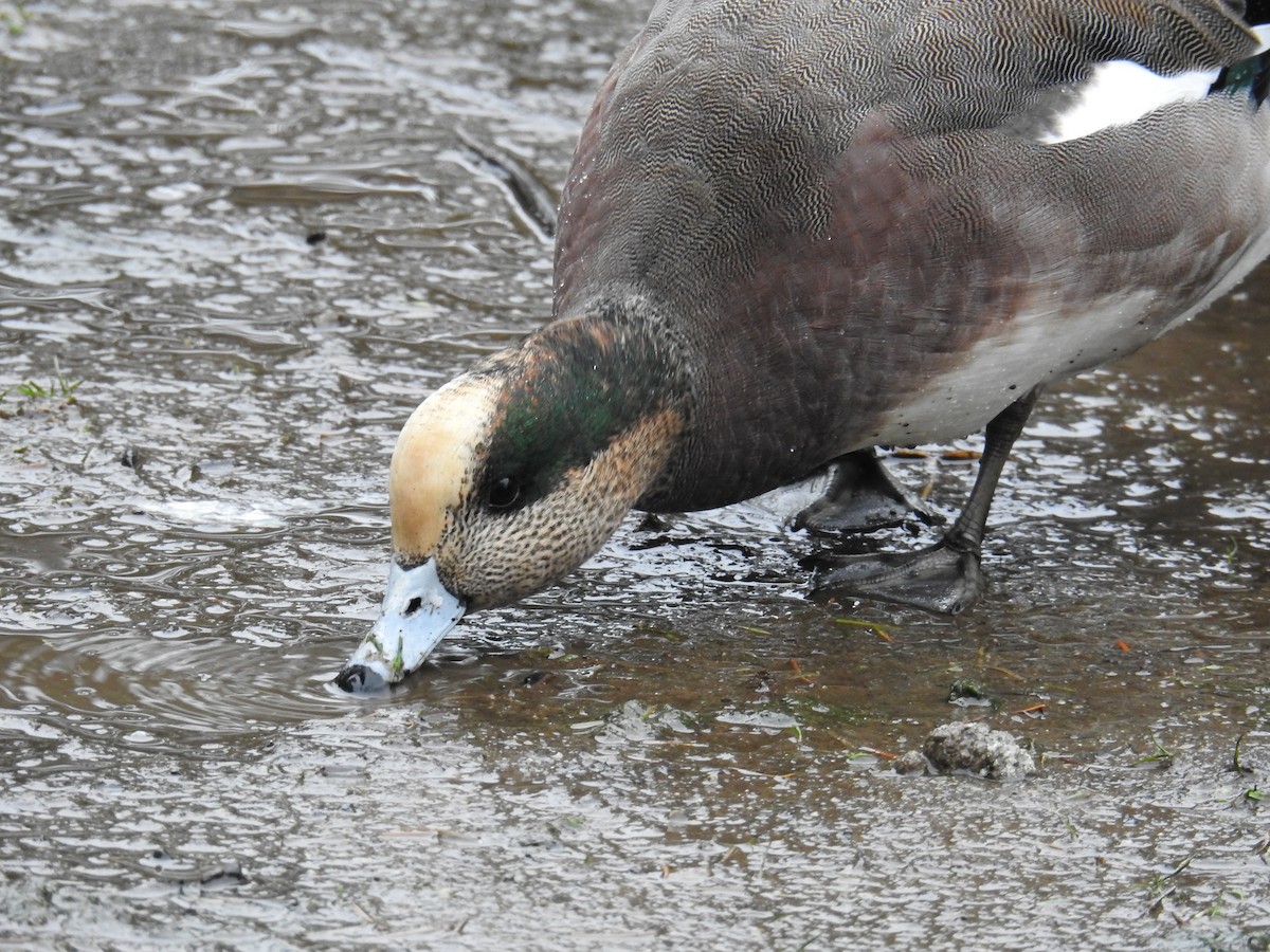 Eurasian/American Wigeon - ML646438408