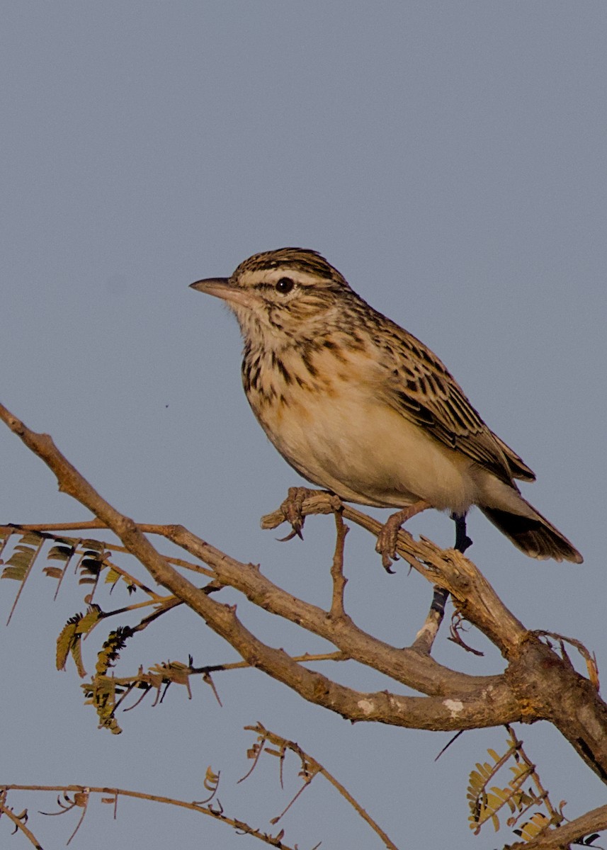 Sabota Lark (Sabota) - ML646438411