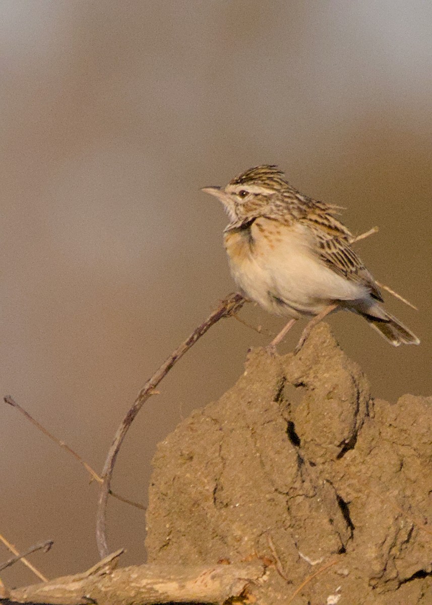 Sabota Lark (Sabota) - ML646438412