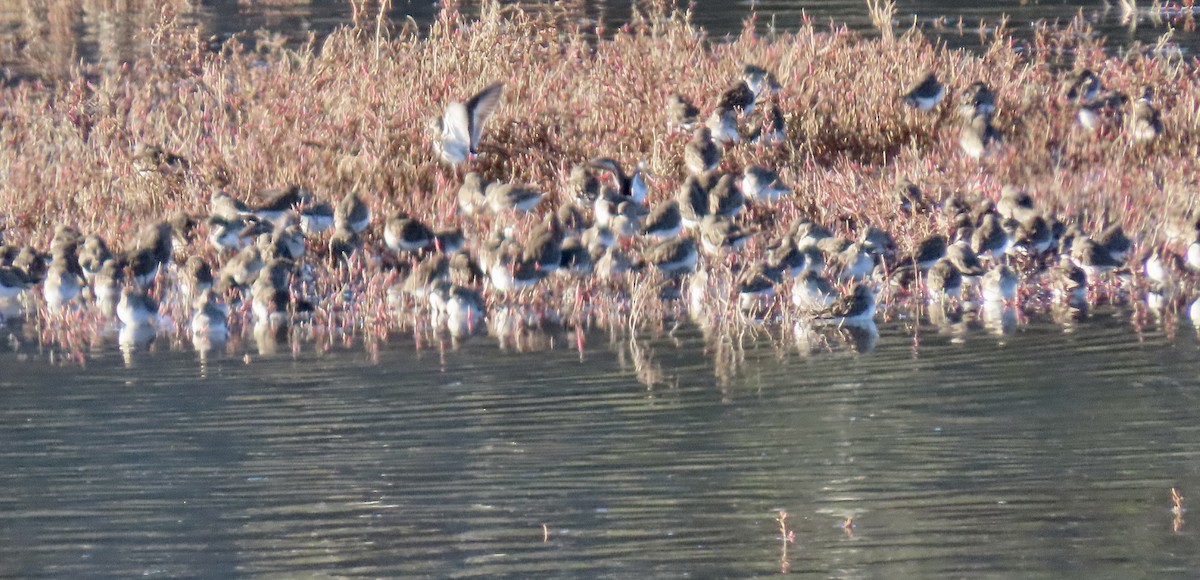 peep sp. - ML646438413