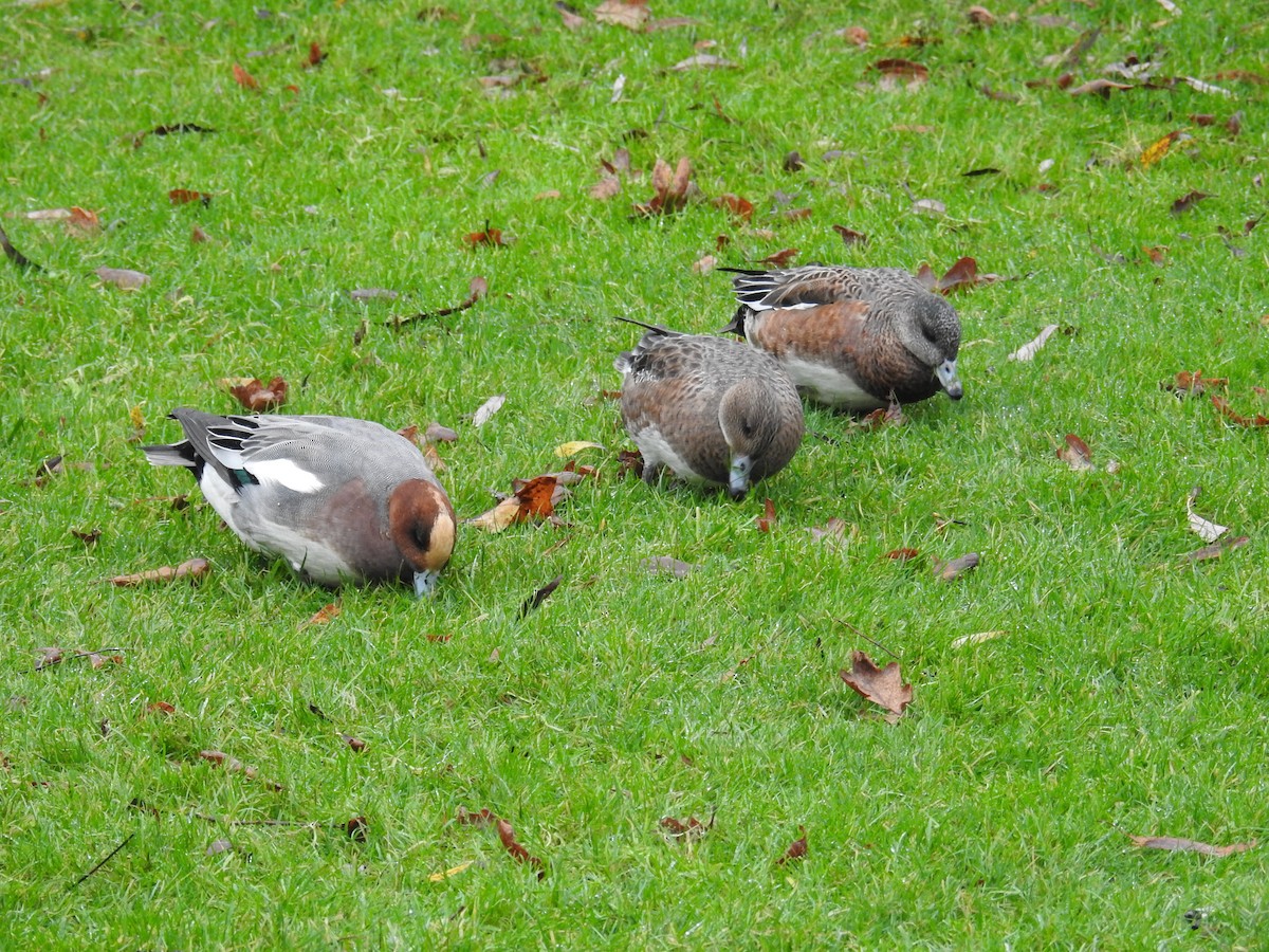Eurasian Wigeon - ML646438414