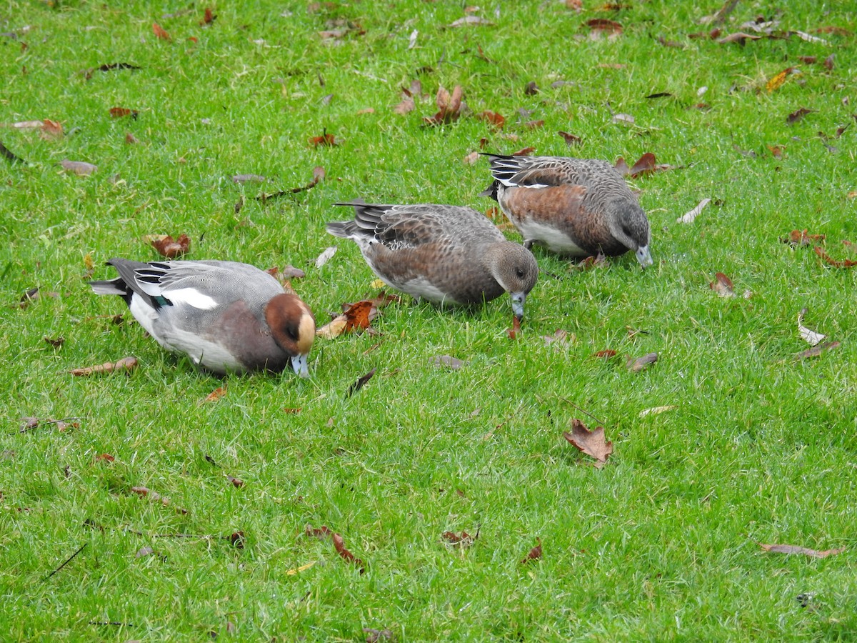 Eurasian Wigeon - ML646438415