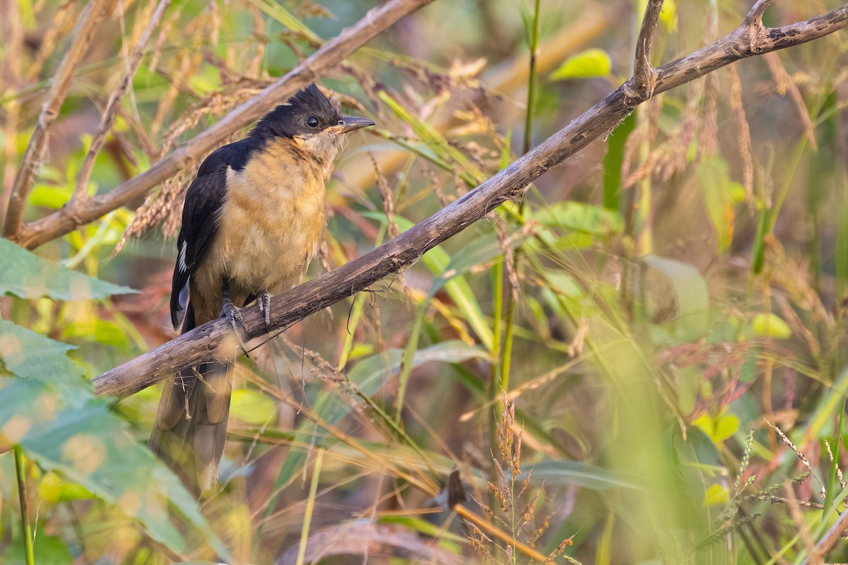 kukačka černobílá - ML646438416