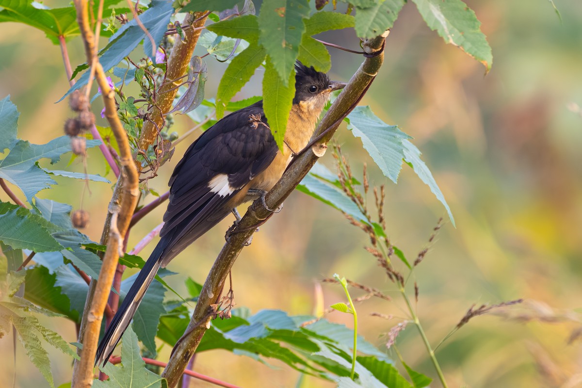 kukačka černobílá - ML646438417