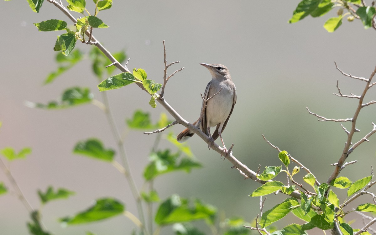 Alzacola Rojizo - ML646438418