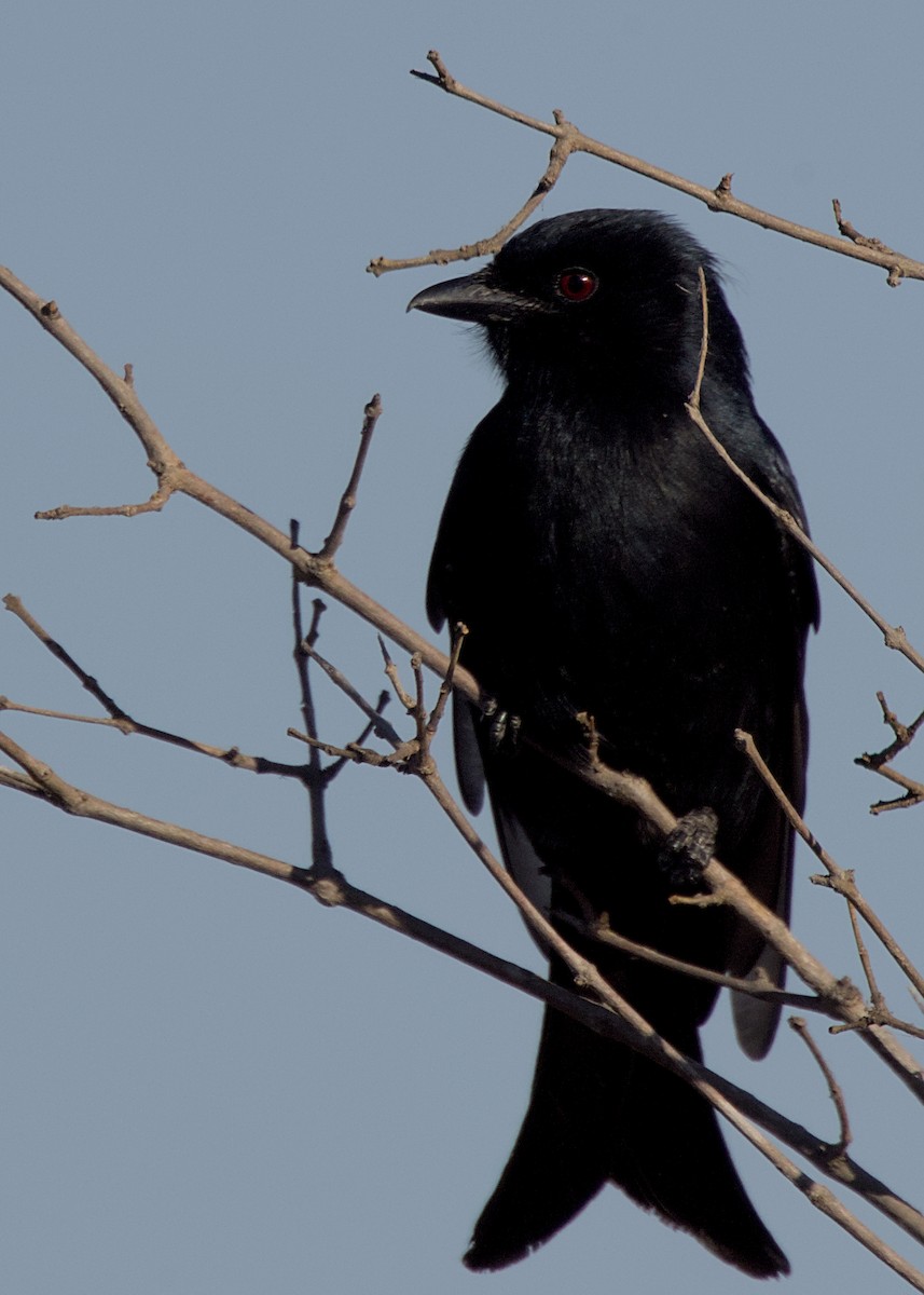 Fork-tailed Drongo - ML646438419