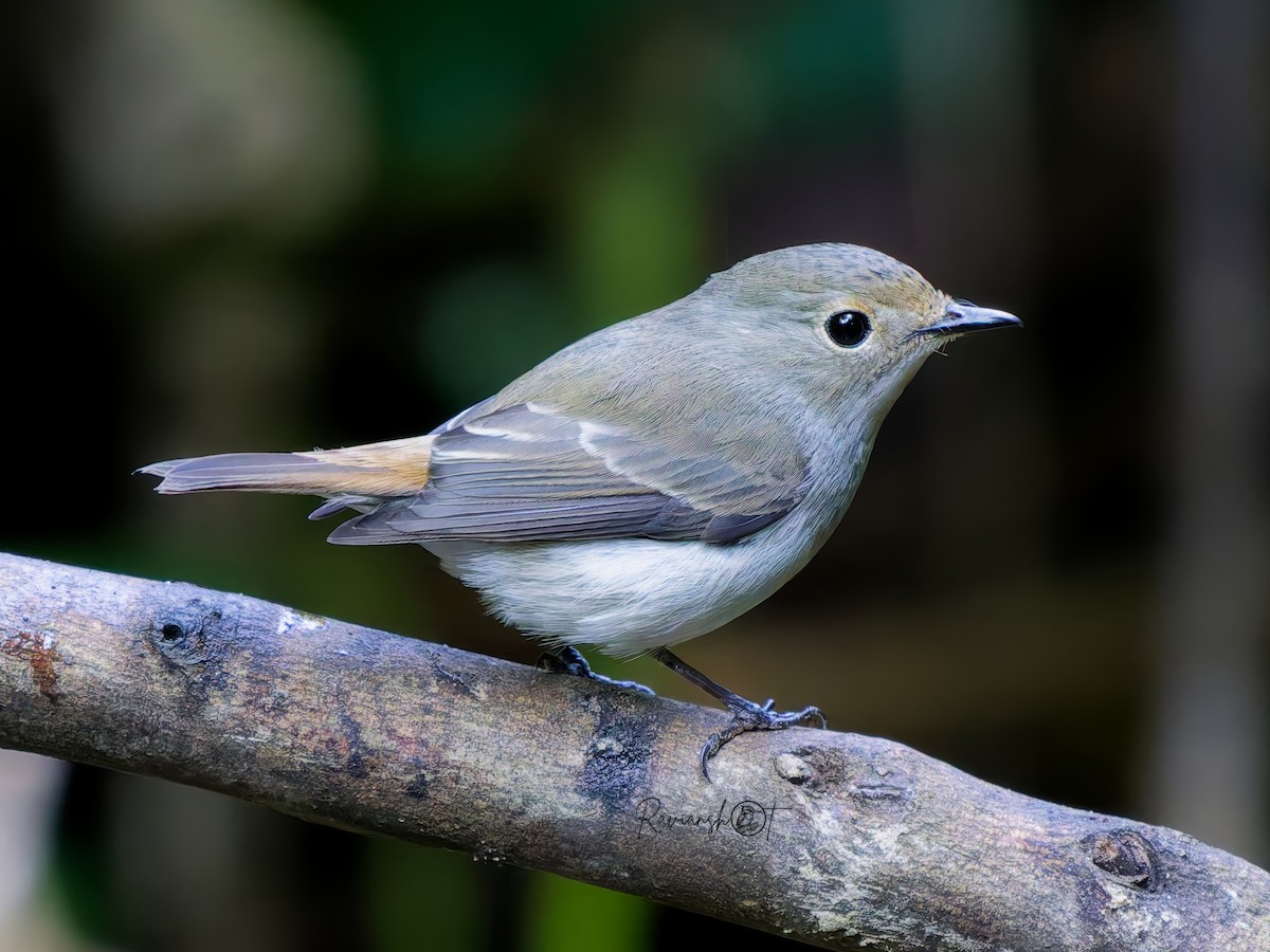 Elsterschnäpper - ML646438420