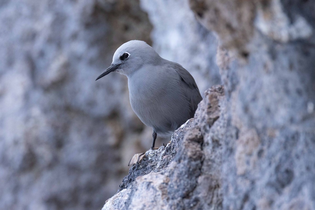 Gökçe Nodi - ML646438422