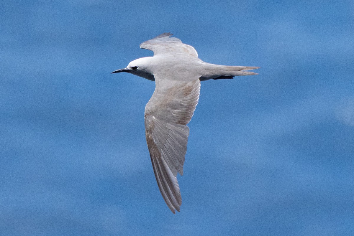 Gökçe Nodi - ML646438423