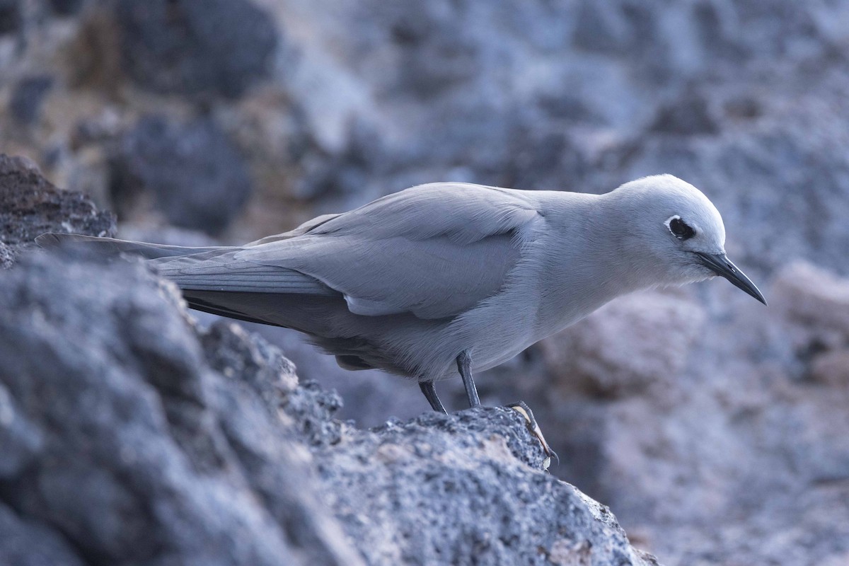 Blaunoddi - ML646438425