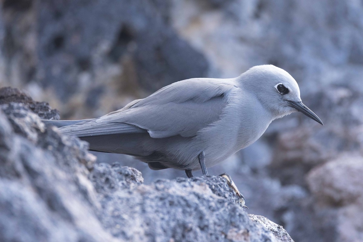 Blaunoddi - ML646438426