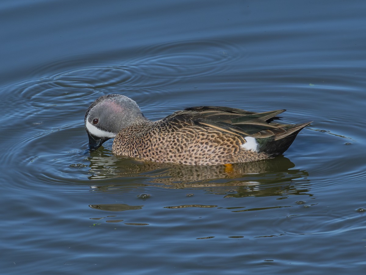 Blue-winged Teal - ML646438427