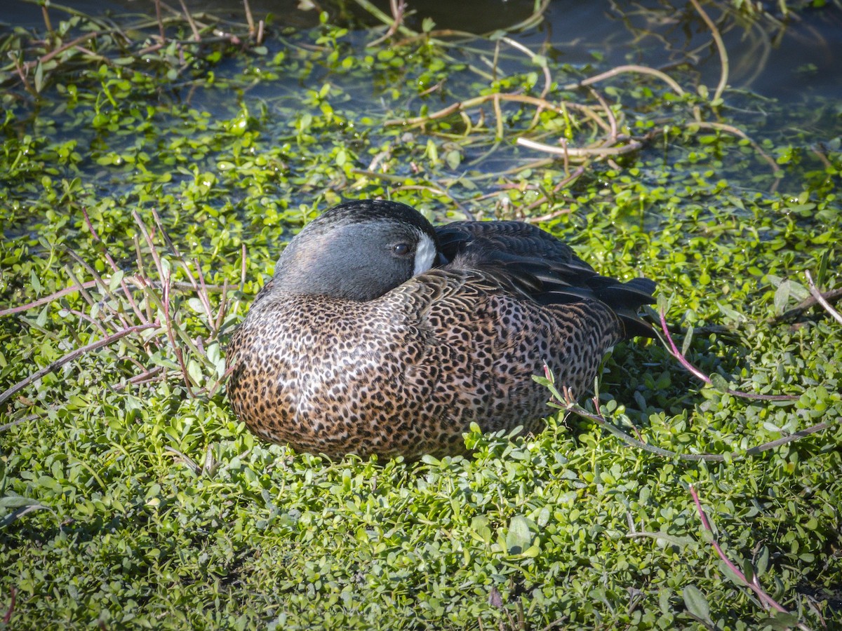 Blue-winged Teal - ML646438428