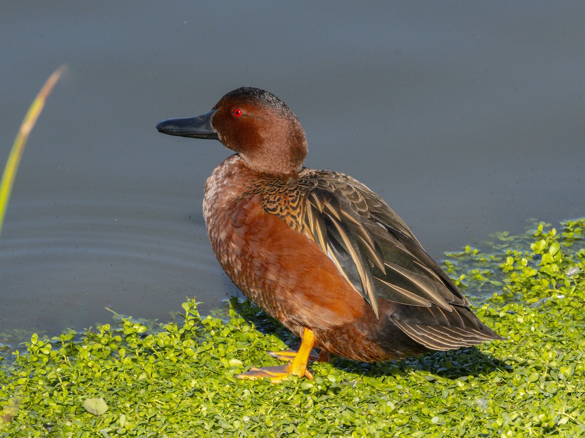 Zimtente - ML646438433