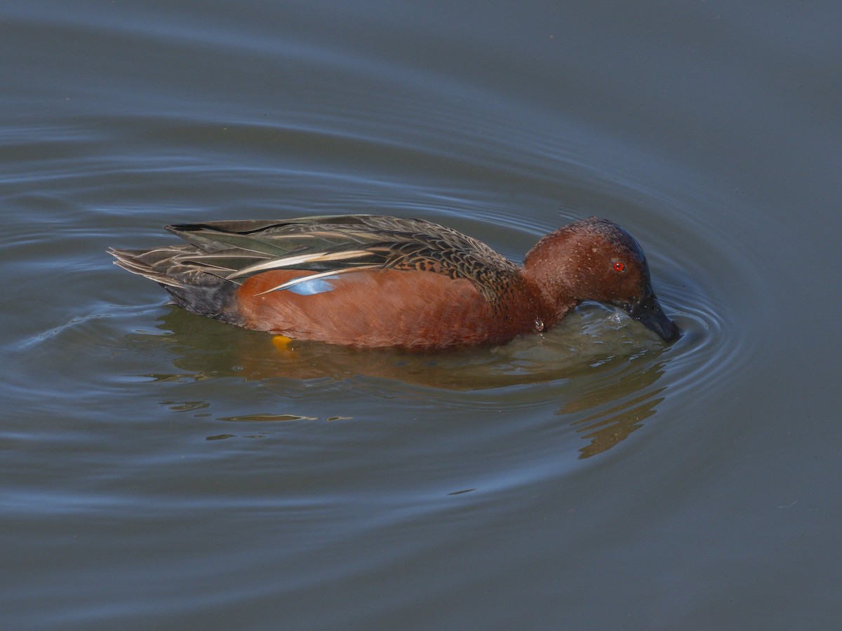 Zimtente - ML646438434