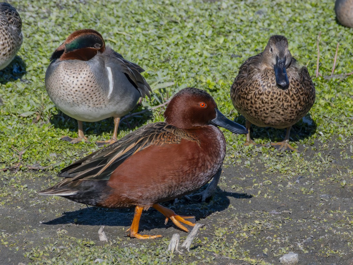 Zimtente - ML646438435