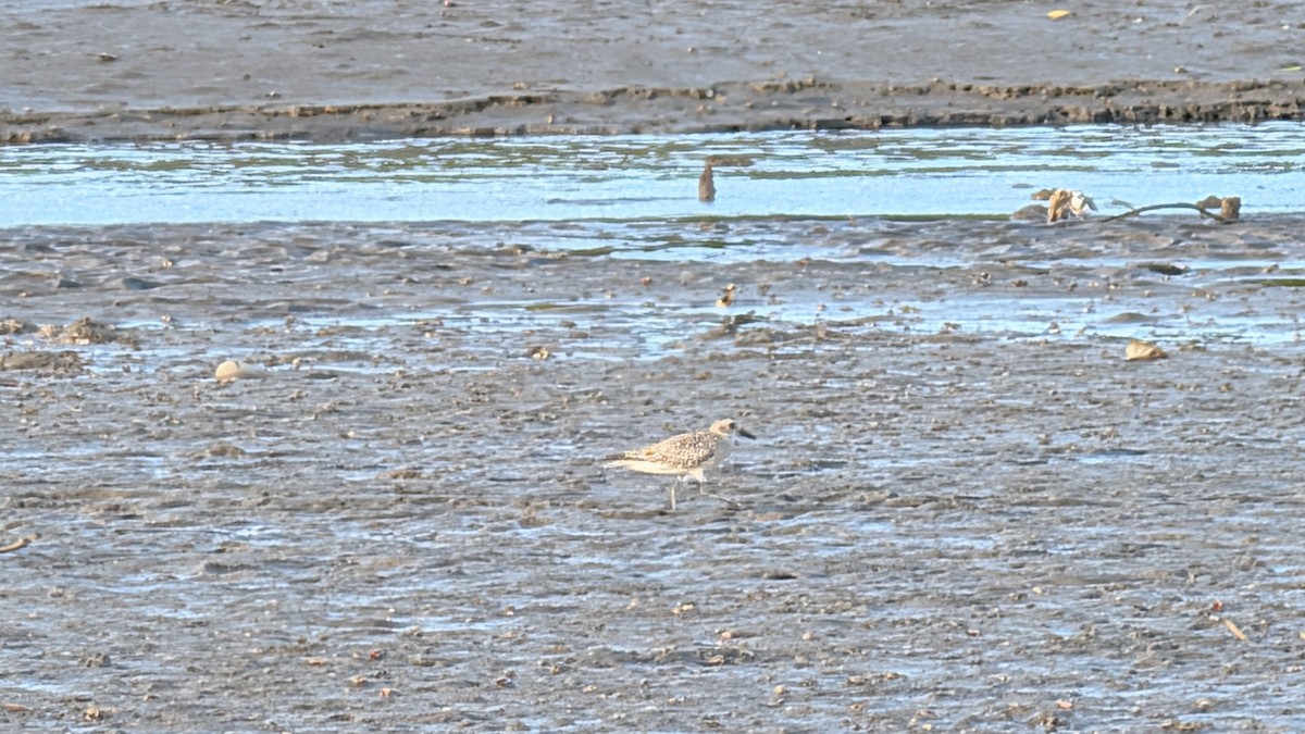 Kiebitzregenpfeifer - ML646438437