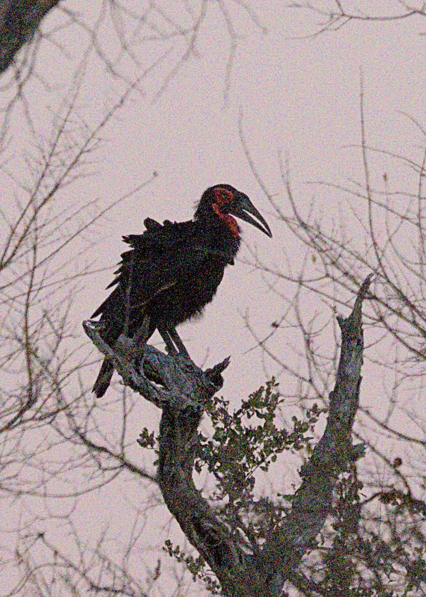 Rotgesicht-Hornrabe - ML646438441