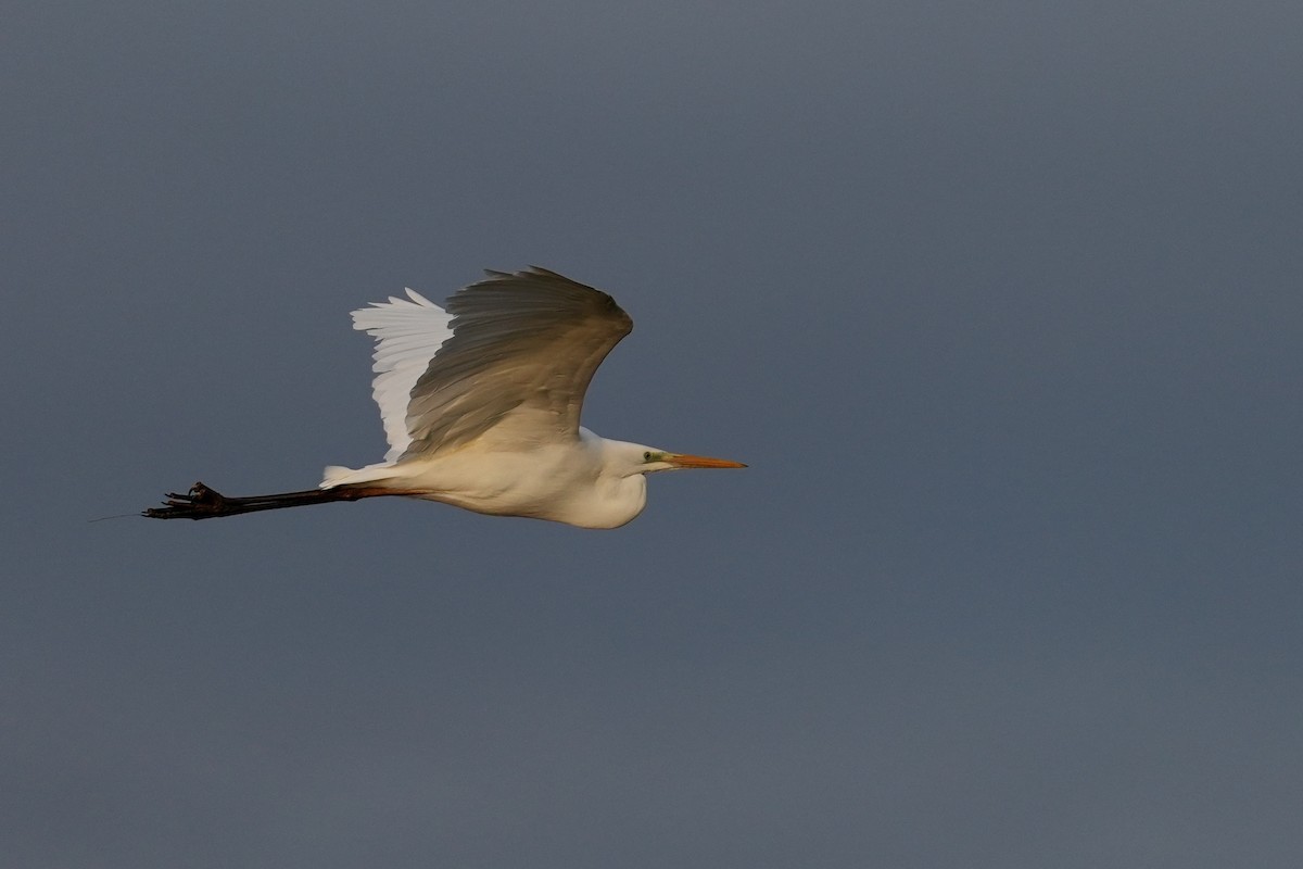 Silberreiher - ML646438442