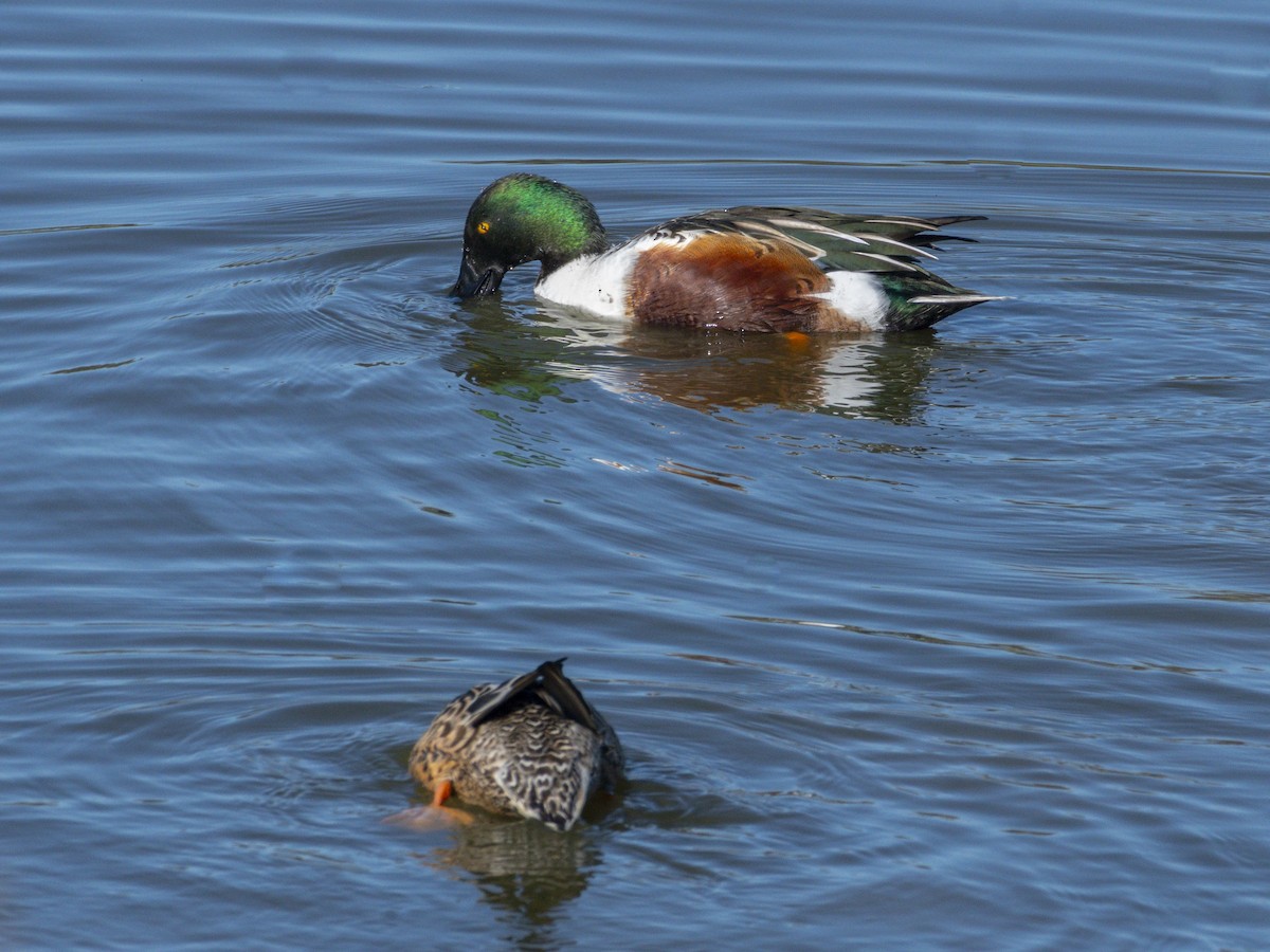 Löffelente - ML646438443