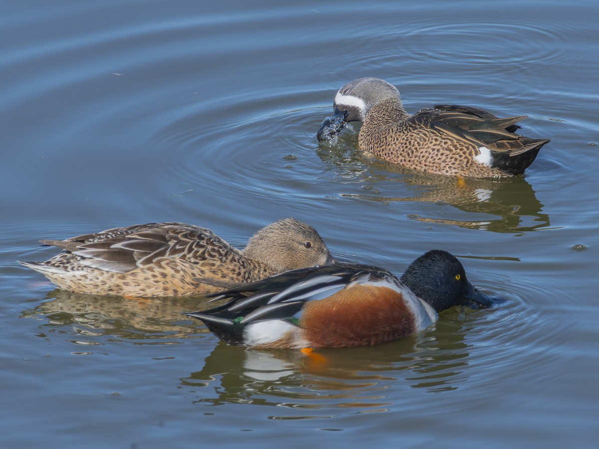 Löffelente - ML646438444