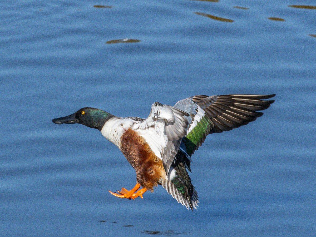 Löffelente - ML646438445