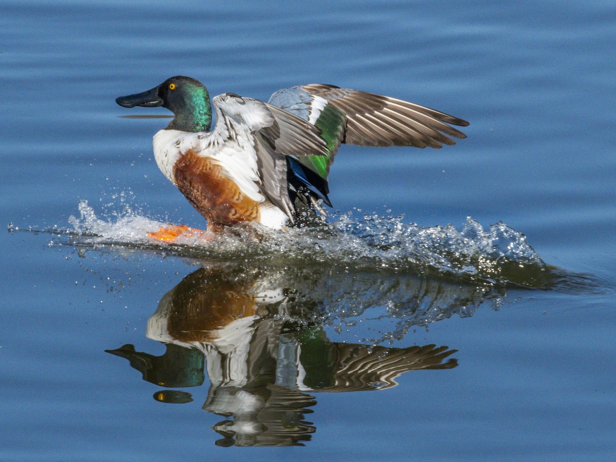 Löffelente - ML646438446