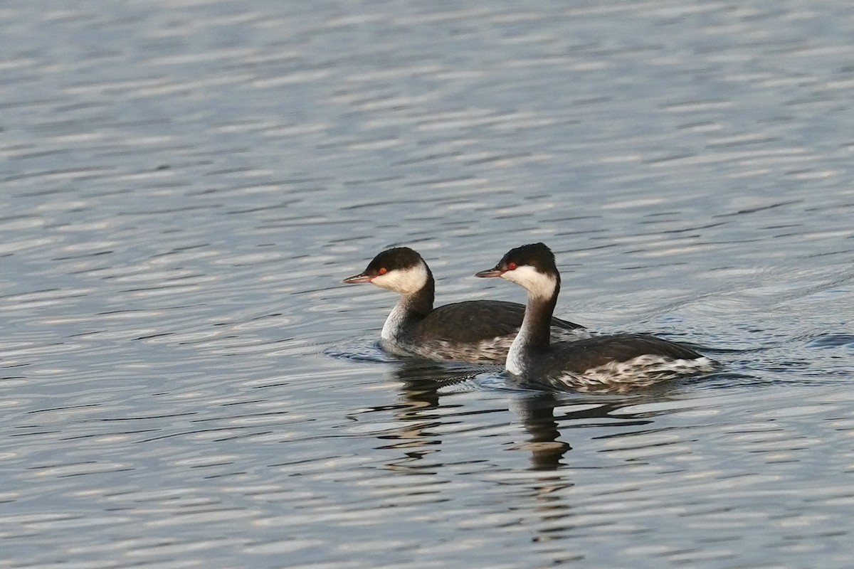 Horned Grebe - ML646438447