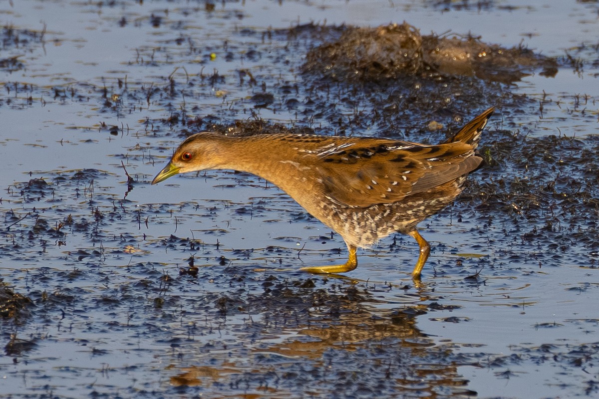 Zwergsumpfhuhn - ML646438448