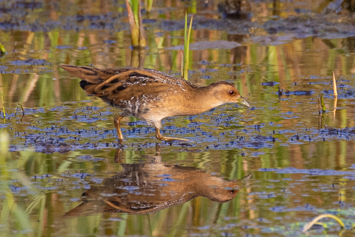 Zwergsumpfhuhn - ML646438449