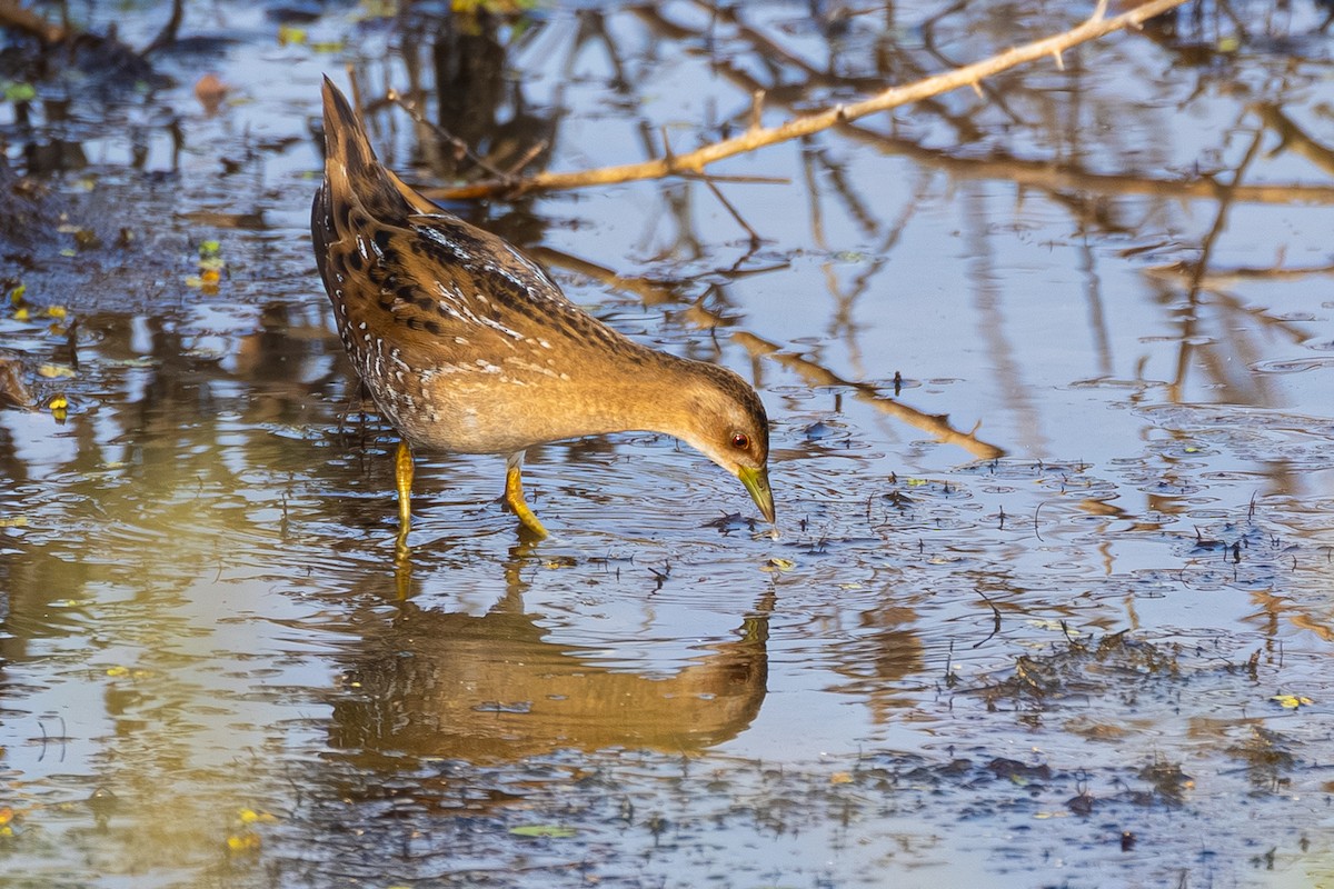 Zwergsumpfhuhn - ML646438450