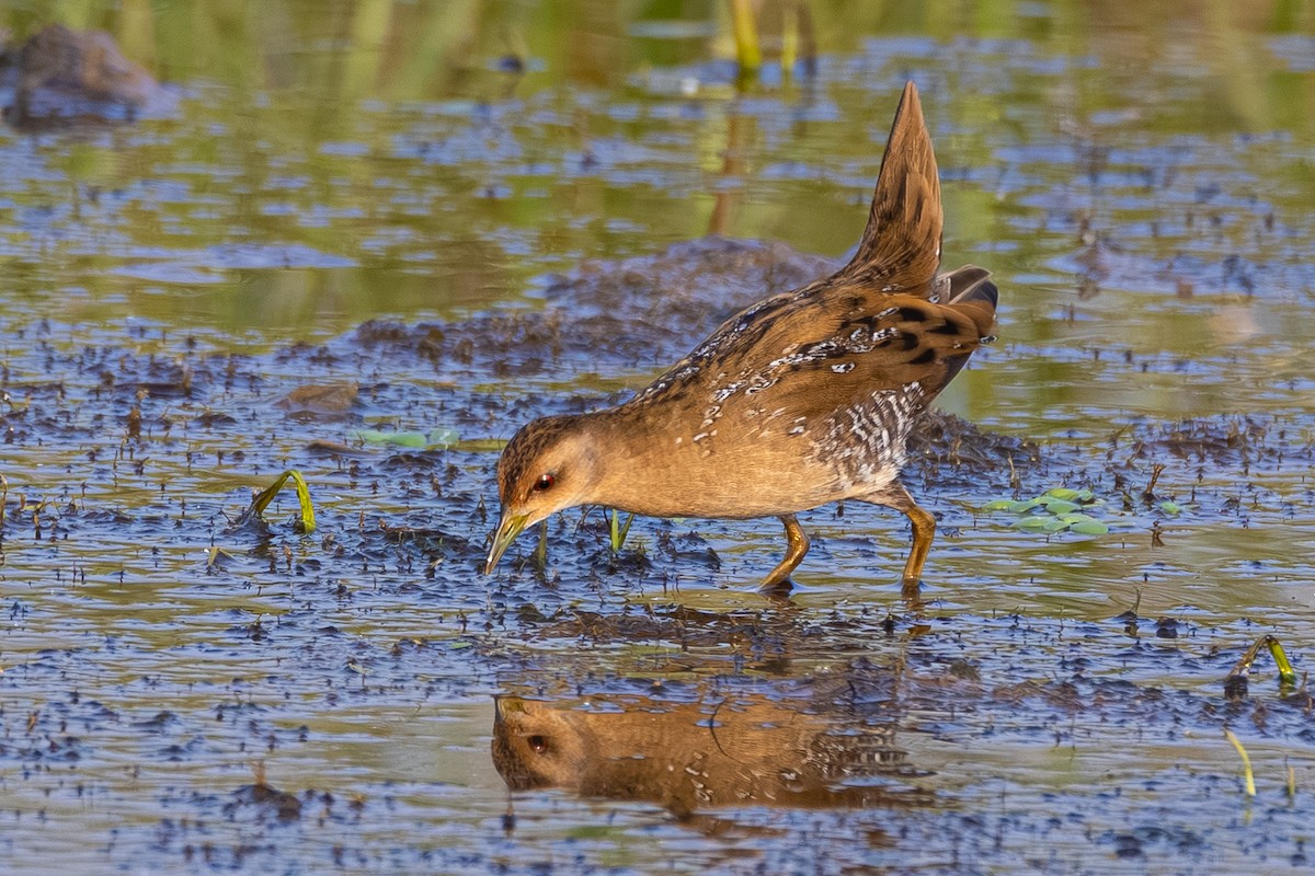 Zwergsumpfhuhn - ML646438451