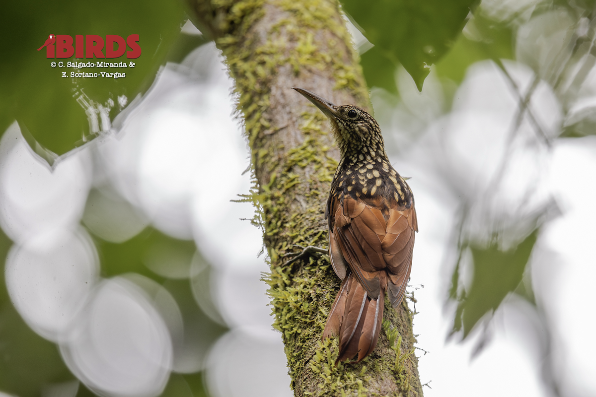 Schwarzrücken-Baumsteiger - ML646438452