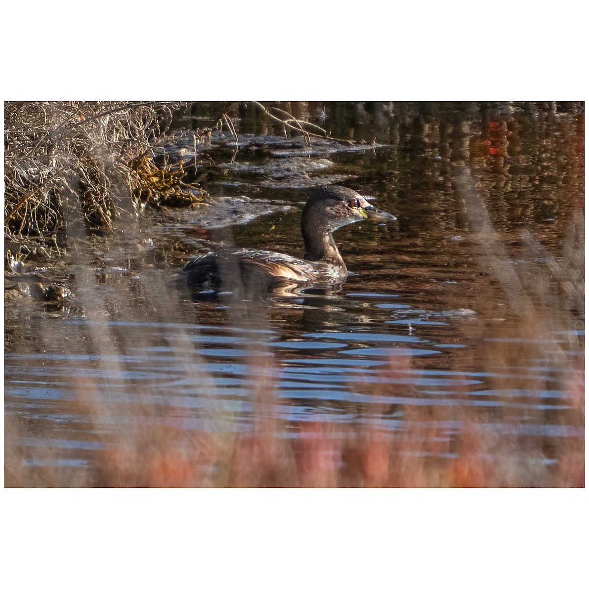 Zwergtaucher - ML646438455