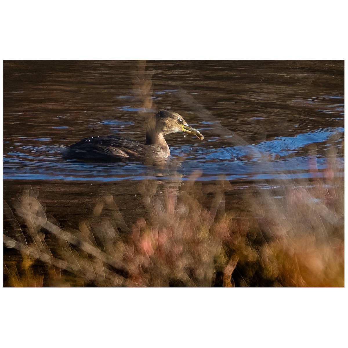 Zwergtaucher - ML646438456